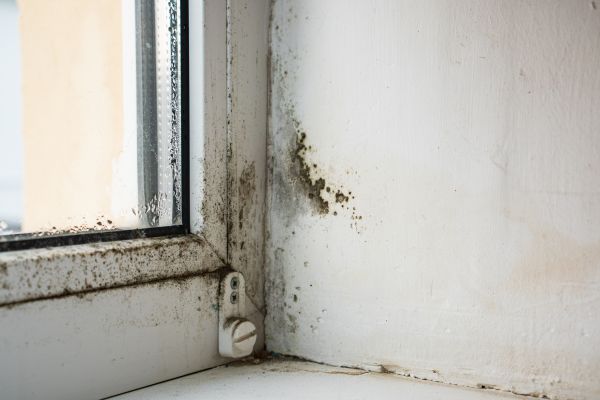 Black Mold Testing - Black Mold Testing Forsyth County, Georgia