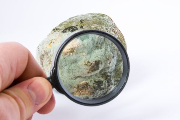 Residential Mold Testing