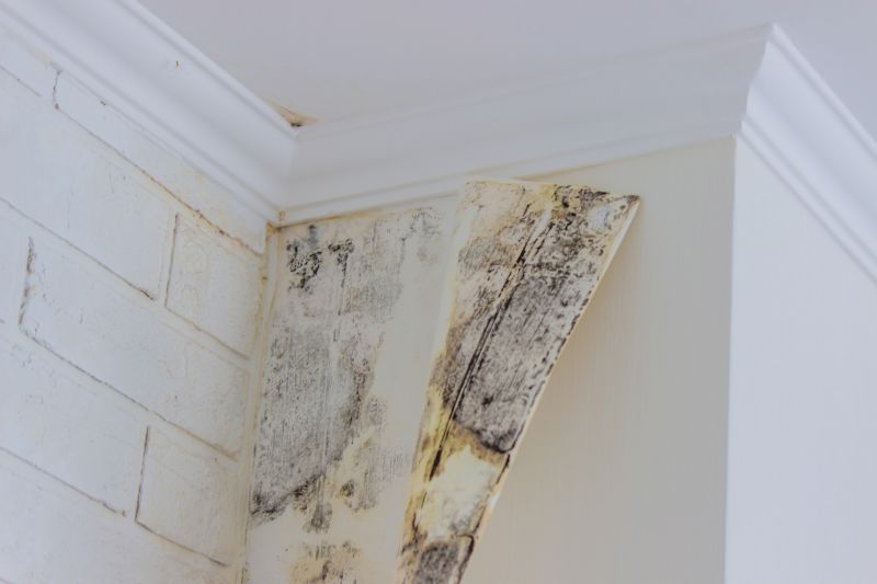 Black Mold Remediation in West Palm Beach, FL
